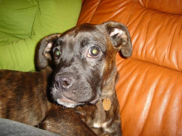 Blanding af racer Maggie billede 12