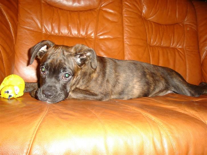 Blanding af racer Maggie billede 13