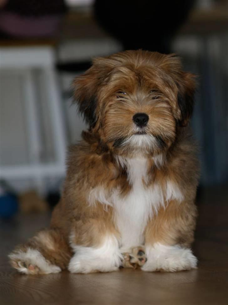 Lhasa apso Sofus - Mor´s hund:) billede 11