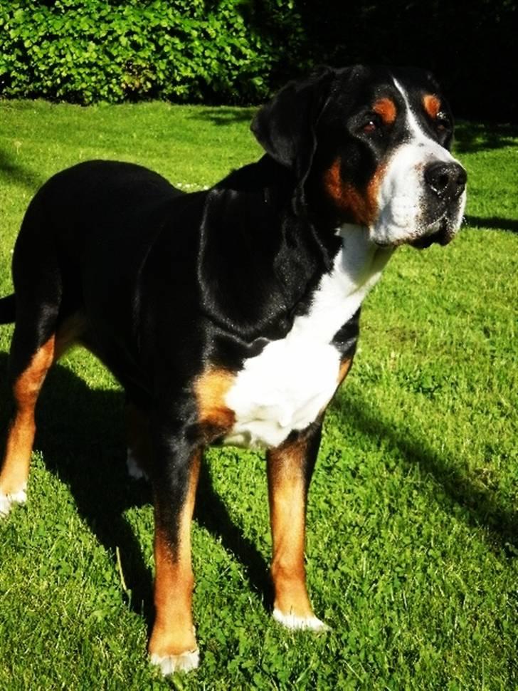 Grosser schweizer sennenhund von pedersen's angelika - laika med en af sine fiiiine "premier" billede 1