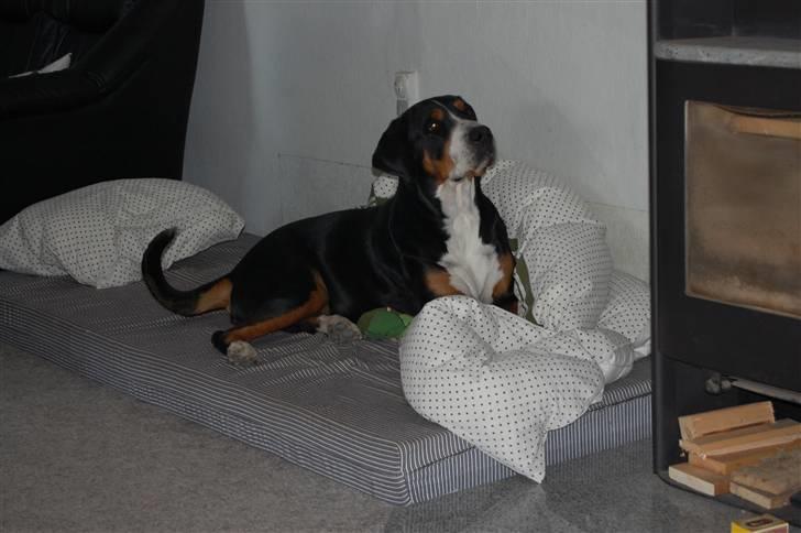 Grosser schweizer sennenhund von pedersen's angelika - lakia in the sun:P billede 3