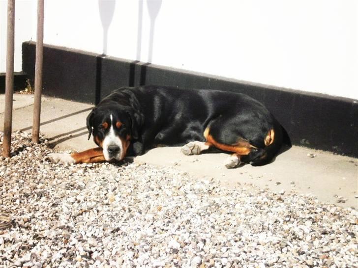 Grosser schweizer sennenhund von pedersen's angelika - laika får sig lige en svømmetur billede 4