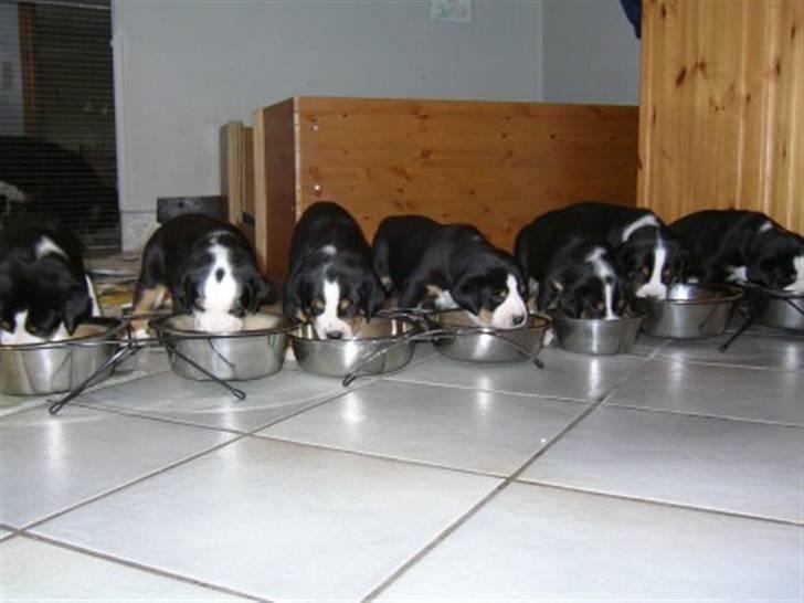 Grosser schweizer sennenhund von pedersen's angelika - det 1. kuld billede 5