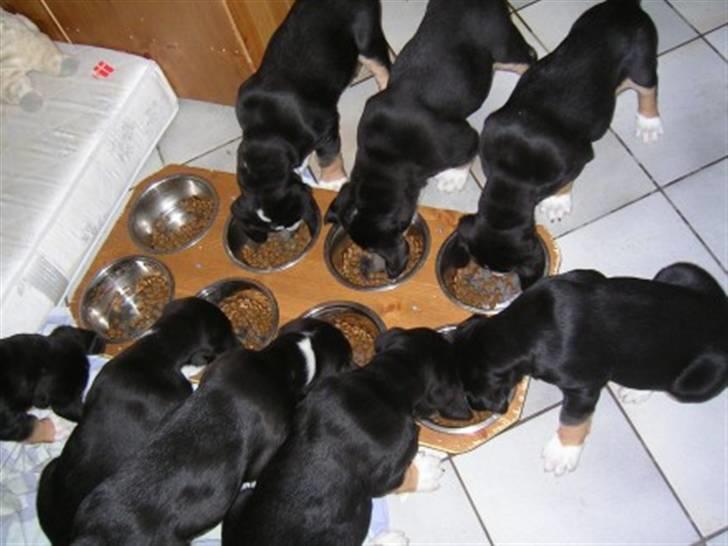 Grosser schweizer sennenhund von pedersen's angelika - det 2. kuld billede 6