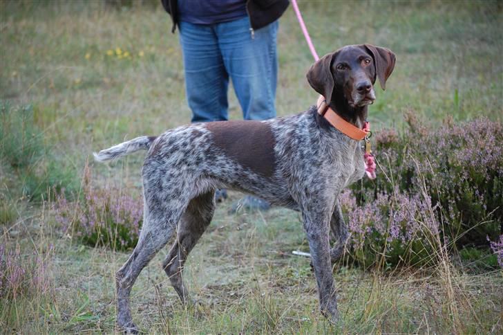 Korthåret hønsehund donna - velkommen til donna´s profil<33333 billede 1