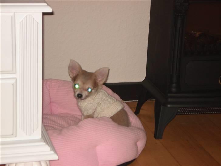 Chihuahua tulle - tulle i sin første trøje billede 16