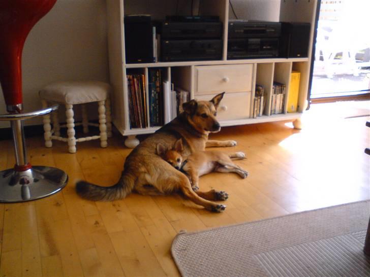 Chihuahua rocky - min bedste lege veninde nille:) billede 18