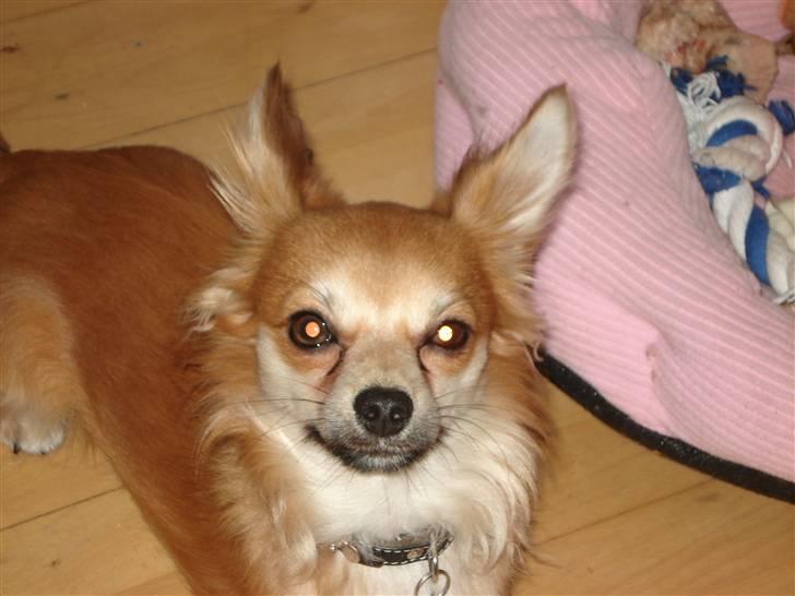 Chihuahua rocky billede 19