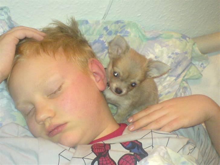 Chihuahua tulle - min nye ven jonas:) billede 17