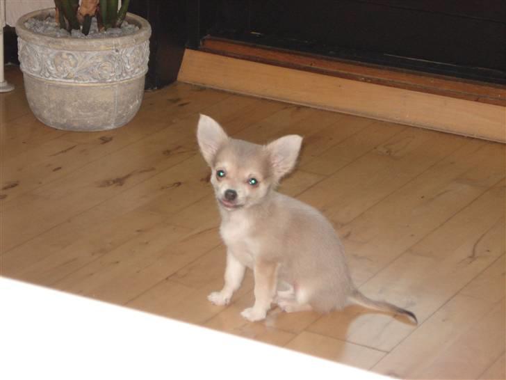 Chihuahua tulle - hej billede 18