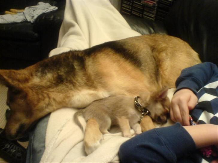 Chihuahua tulle - min veninde nille  billede 19