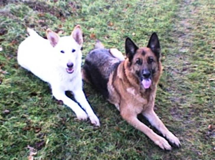 Hvid schæfer Dolly - Dolly 1 år og Zenta 8 år billede 8