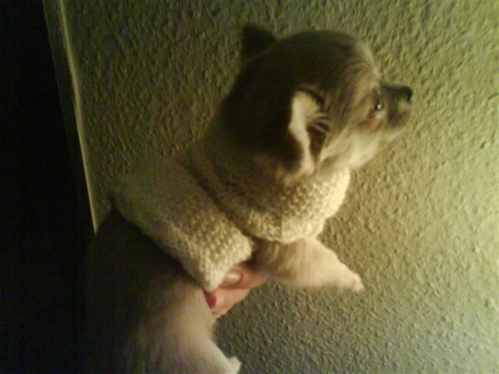 Chihuahua tulle - hvad er det du har puttet på mig? billede 20