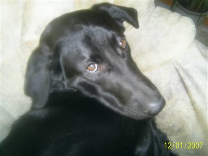 Blanding af racer Bailey - Han har lii spist en sko, og fået skæld ud. Så han ser lidt skamfuld ud billede 17