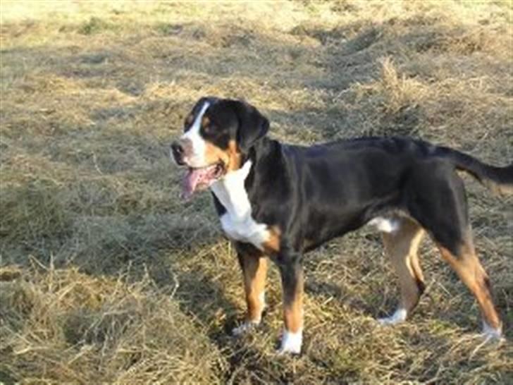 Grosser schweizer sennenhund jaro von steenkamp - jaro en sommer dag på marken billede 5