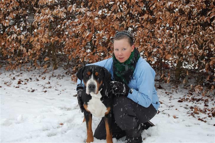 Grosser schweizer sennenhund von pedersen's angelika billede 7