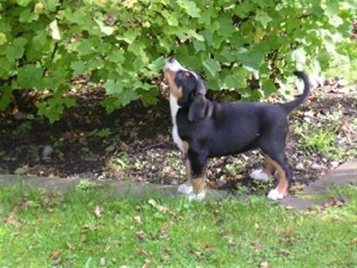 Grosser schweizer sennenhund von pedersen's angelika - laika som hvalp<33 billede 8