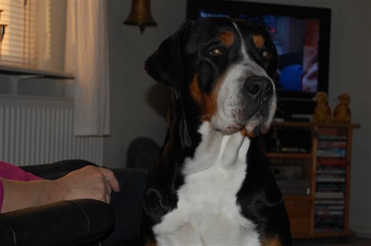 Grosser schweizer sennenhund von pedersen's angelika billede 9