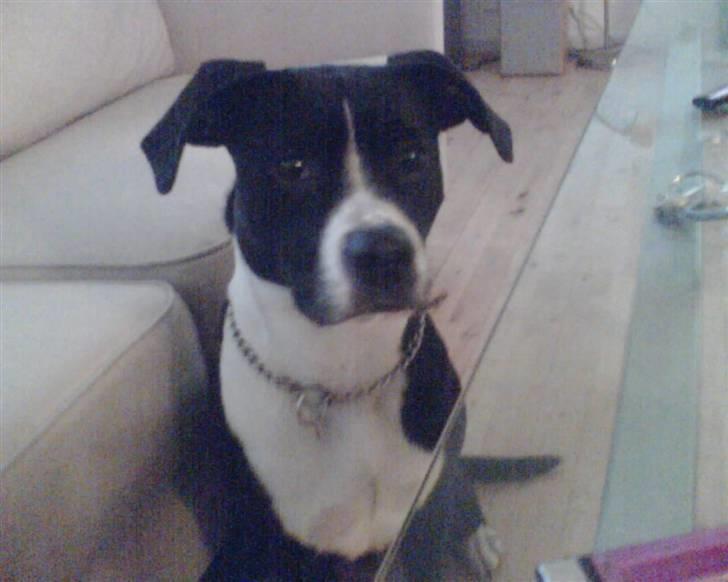 Amerikansk staffordshire terrier Znif - 8 mdr. billede 4