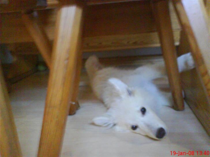 Hvid schæfer Silver - 19/1-2008 billede 3