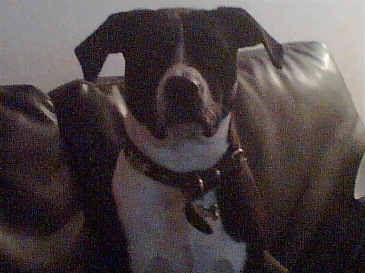 Amerikansk staffordshire terrier Znif - 1 ½ år gammel billede 5