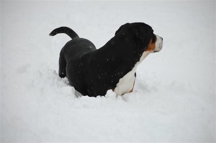 Grosser schweizer sennenhund von pedersen's angelika - jaro, laika og bonita:P billede 10