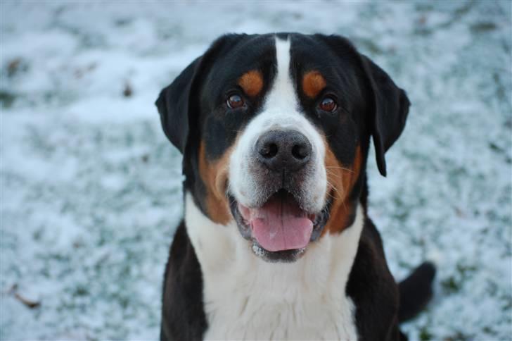 Grosser schweizer sennenhund jaro von steenkamp - jaro, laika, BONITA og donna billede 8