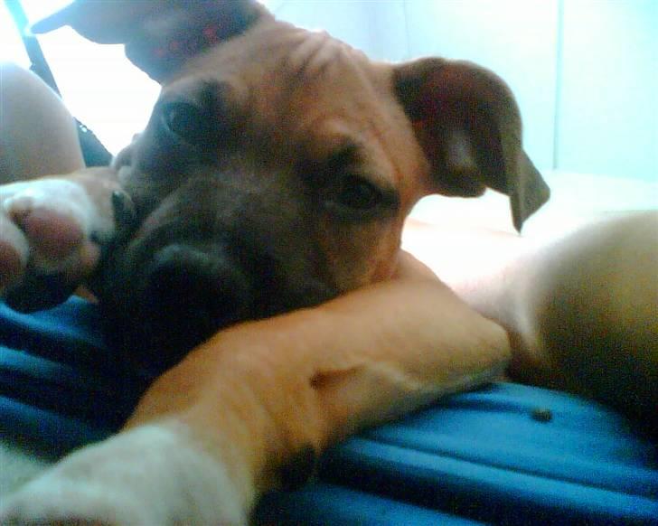 Amerikansk staffordshire terrier Coco billede 6