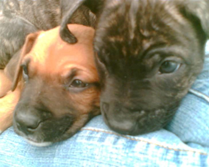 Amerikansk staffordshire terrier Coco billede 7