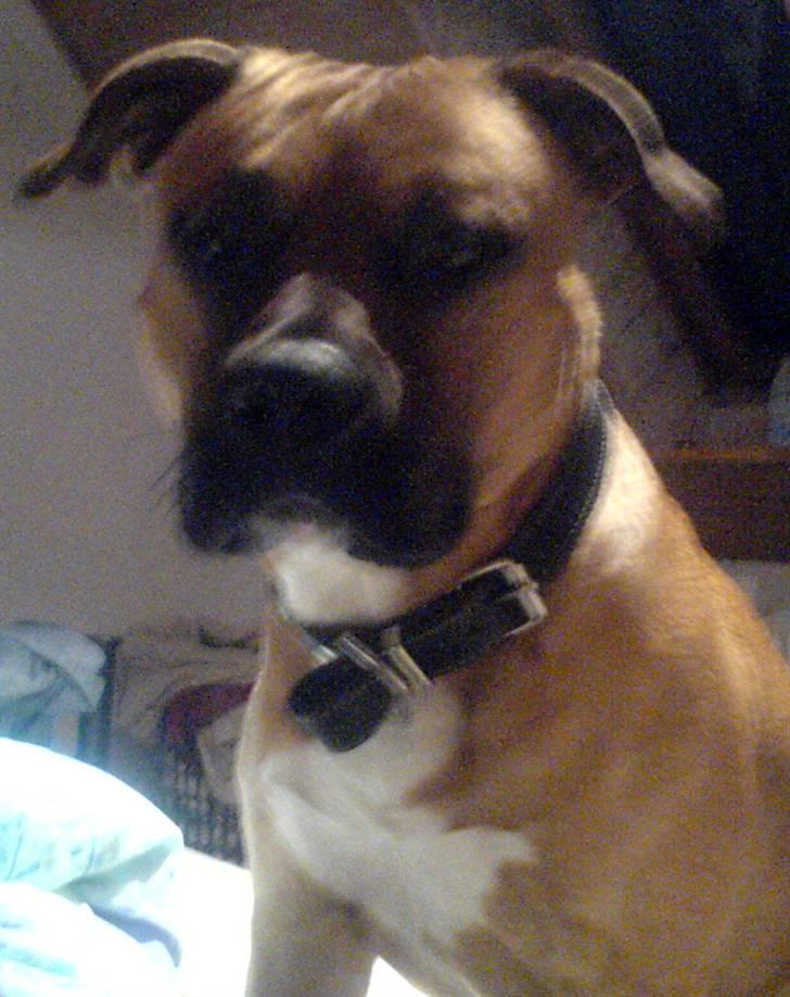 Amerikansk staffordshire terrier Coco billede 8