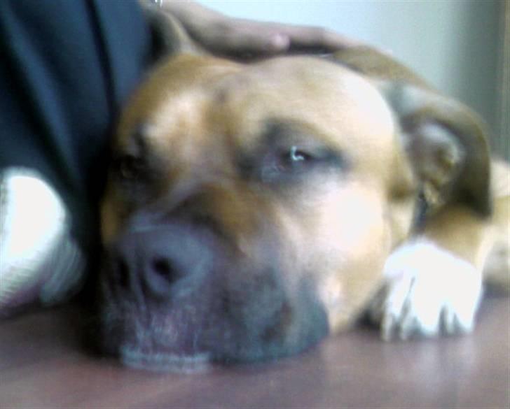 Amerikansk staffordshire terrier Coco billede 9