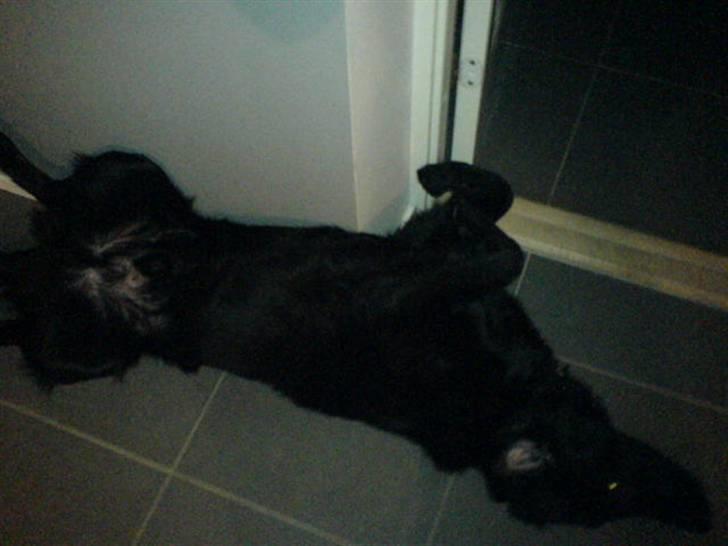 Flat coated retriever Charlie billede 8