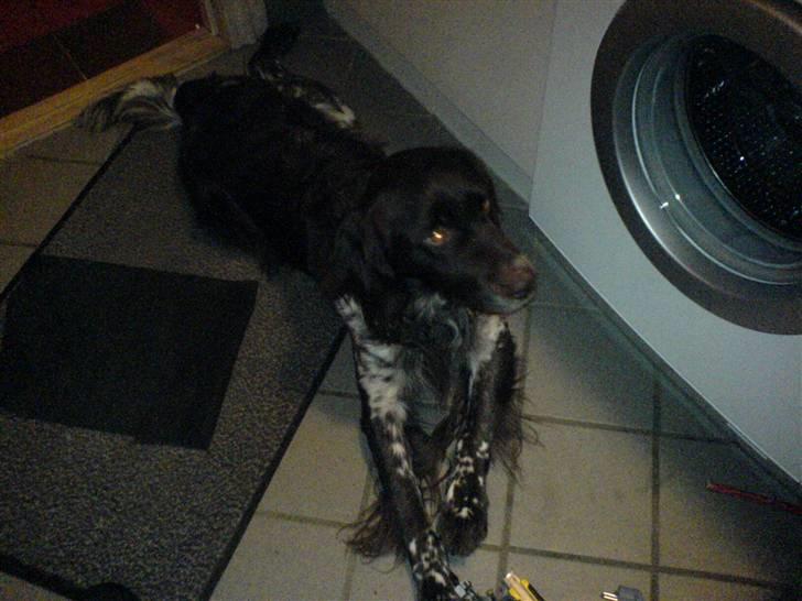 Kleiner münsterländer Pablo - hvil i fred<3. - ´velkommen til Pablo´s profil. smid en kommentae når du er her (´: <3´ billede 1