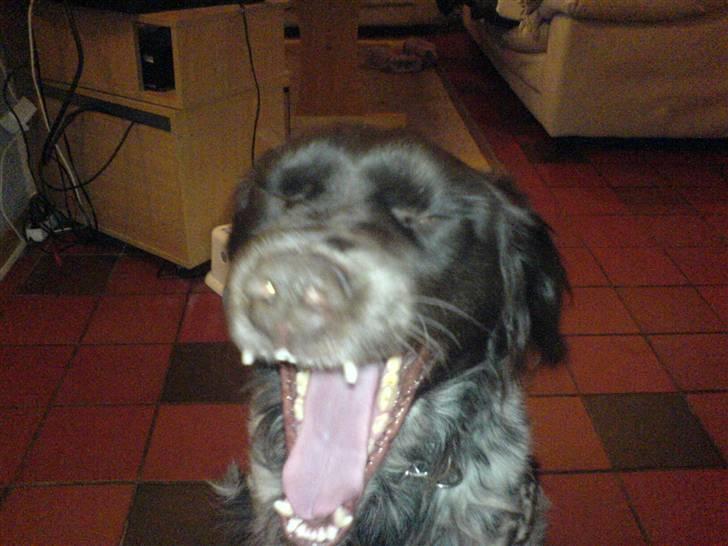 Kleiner münsterländer Pablo - hvil i fred<3. - gaaab, ´ ha. foto: mig :p billede 2