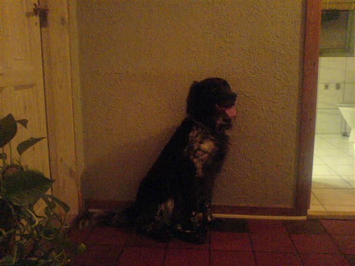 Kleiner münsterländer Pablo - hvil i fred<3. -  model hunden? :) foto: mig <3 billede 3