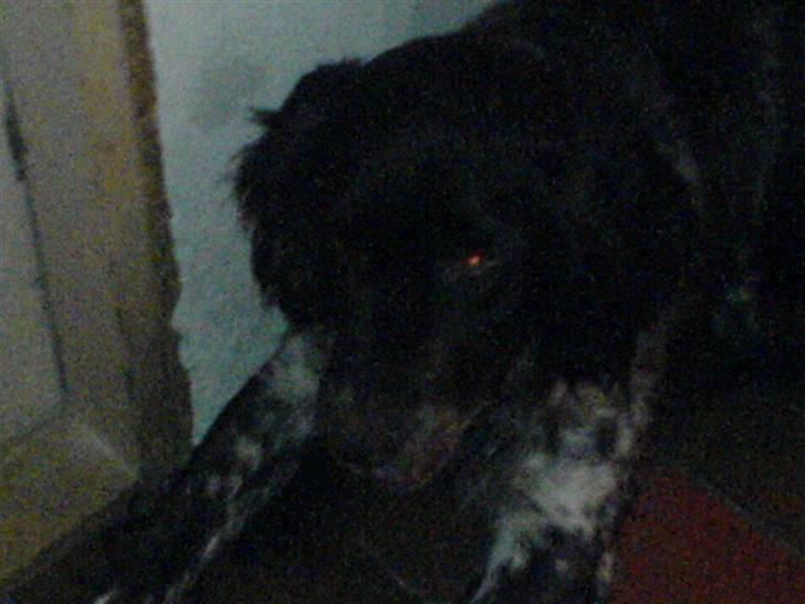 Kleiner münsterländer Pablo - hvil i fred<3. - ´nurr. foto: mig xD billede 4