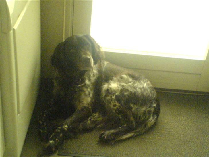 Kleiner münsterländer Pablo - hvil i fred<3. - ork, han er dejlig ! foto: mig :D billede 5