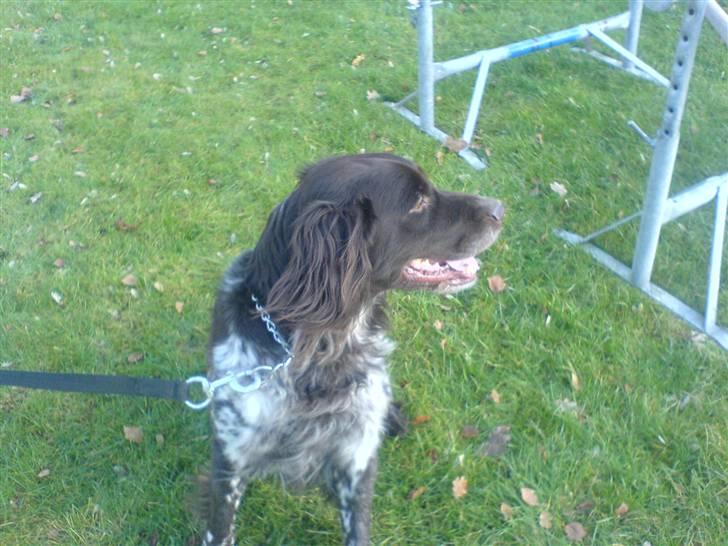 Kleiner münsterländer Pablo - hvil i fred<3. -  ej, hvor er han bare kær ! foto: mig, eller Sissel. billede 6