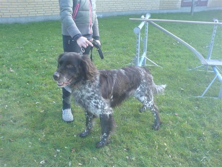 Kleiner münsterländer Pablo - hvil i fred<3. - model hunden? :) foto: mig <3 billede 7