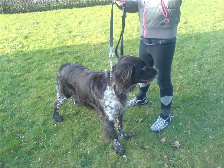 Kleiner münsterländer Pablo - hvil i fred<3. - mann, han er den perfekte!<3.xD foto. mig d: billede 8