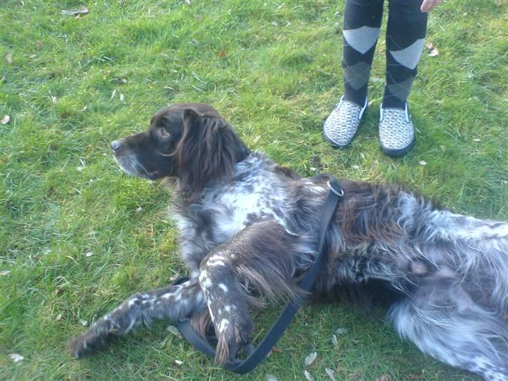 Kleiner münsterländer Pablo - hvil i fred<3. -  ja, lækker skal man jo også være, ikke? :o) foto. mig :) billede 9