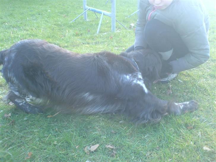 Kleiner münsterländer Pablo - hvil i fred<3. -  Lege, lege, lege? :] billede 10