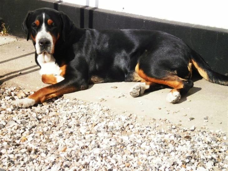 Grosser schweizer sennenhund von pedersen's angelika - den lille gule er jaro´s og de andre er laika´s billede 11