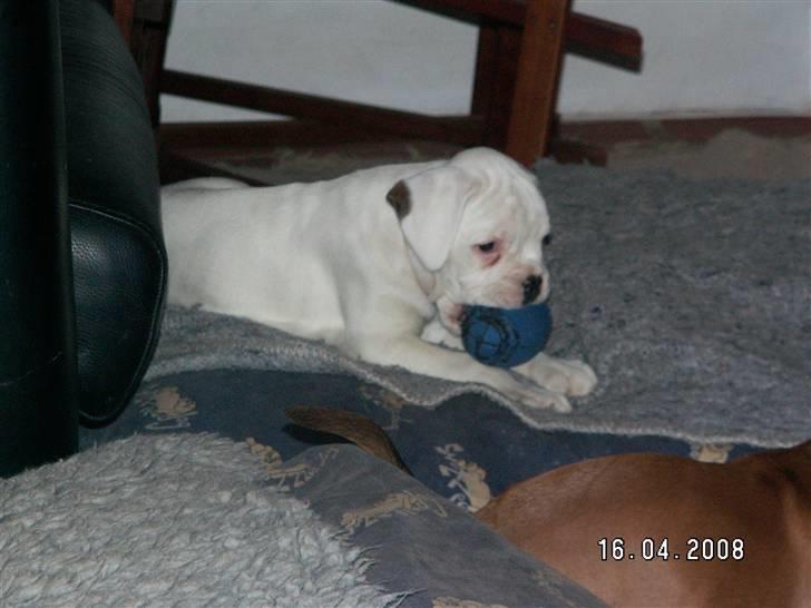 Boxer Aslan billede 4