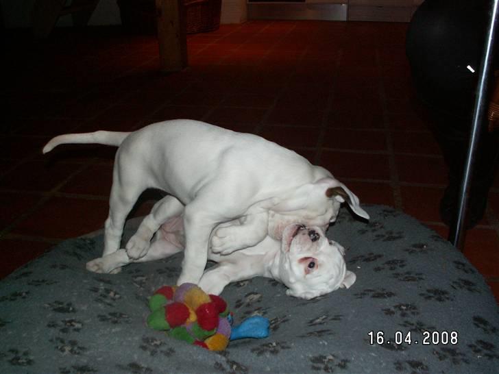 Boxer Aslan billede 5