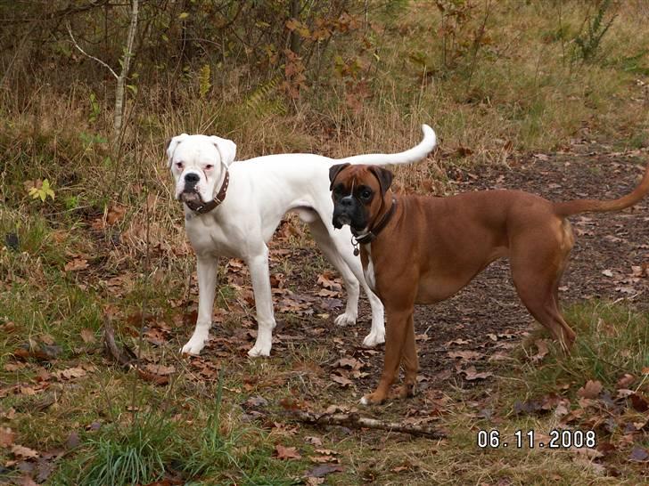 Boxer Aslan billede 6