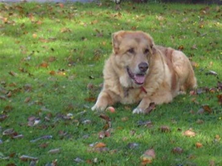 Blanding af racer palle  (Aflivet) - palle, dengang han levede, savner ham!!! billede 1