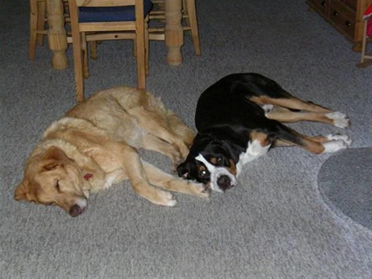 Blanding af racer palle  (Aflivet) - palle og jaro, savner min gamle følgesven!!!! billede 2