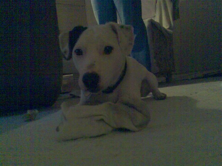 Jack russell terrier Harley - Sådan ser han ud nu. Han har fundet en sok! billede 1