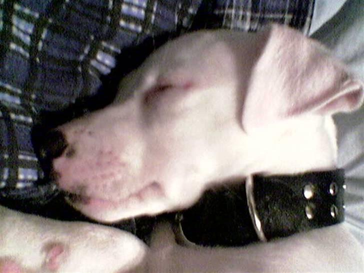 Jack russell terrier Harley - Det var da han var lille. Han sover Zzzz billede 2